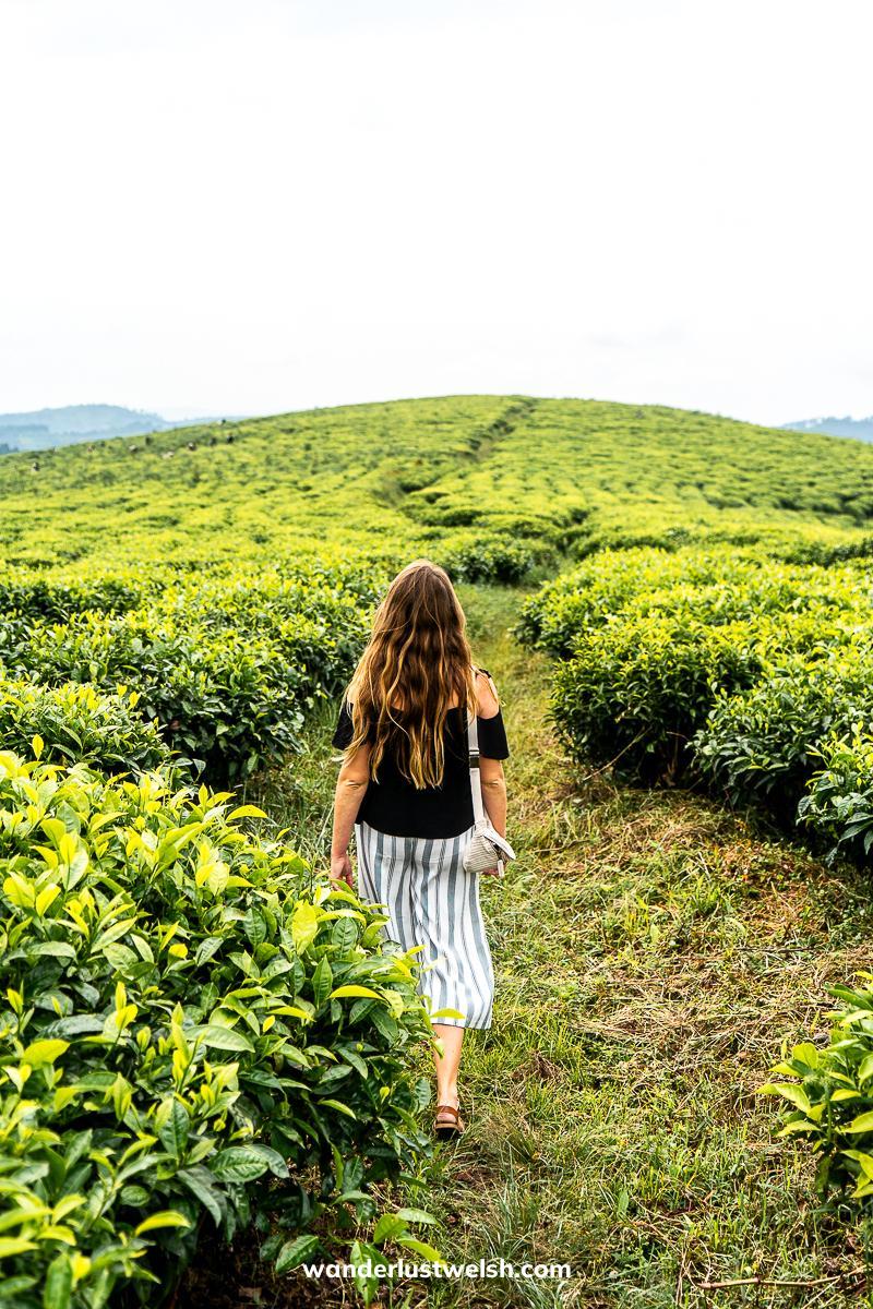 A woman walking between tea trees in the Teza Tea Plantation