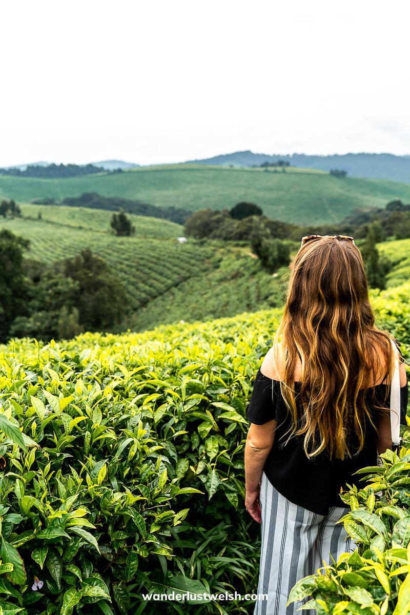 A woman standing looking over the Teza Tea Plantation